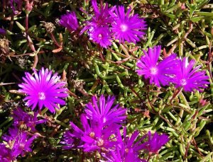 Lampranthus_roseus