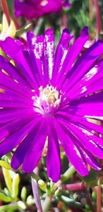Lampranthus_zeihery_fleur