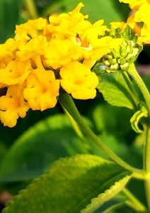 Lantana_camara_jaune