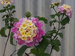 Lantana_camara_rose_clair
