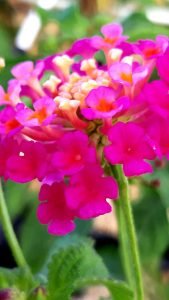 Lantana_camara_rose_vif