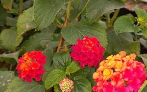 Lantana_camara_rouge