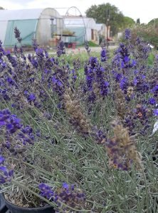Lavandula_Hidcote