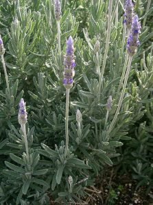Lavandula_dentata