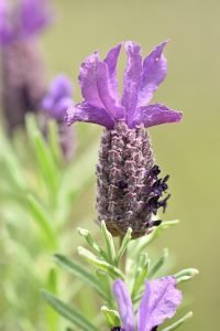 Lavandula_stoechas