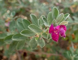 Leucophyllum_frutescens_'Green_Cloud'