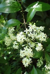 Ligustrum_japonicum