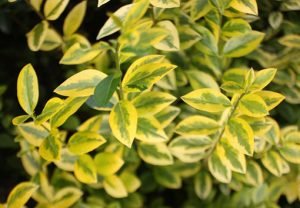 Ligustrum_ovalifolium_aureum