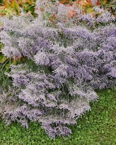 Limonium_latifolium