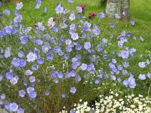 Linum_perenne