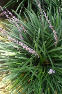 Liriope_spicata