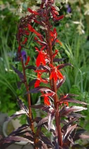 Lobelia_fulgens
