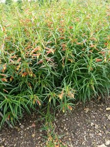 Lobelia_laxiflora