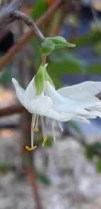 Lonicera_fragrantissima_fleur