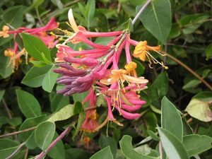 Lonicera_heckrotti_Gold_Flame