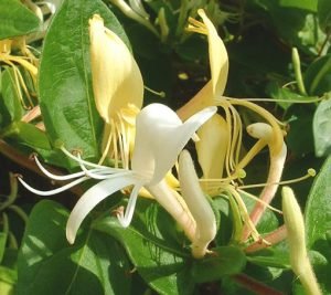 Lonicera_japonica
