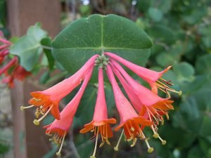 Lonicera_×_brownii_'Dropmore_Scarlet'