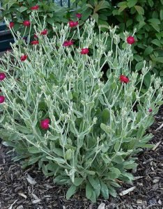Lychnis_coronaria