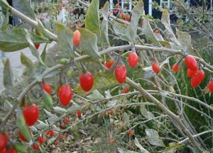 Lycium-barbarum-fruits
