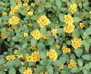 Lysimachia_congestiflora