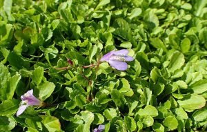 Mazus_reptans