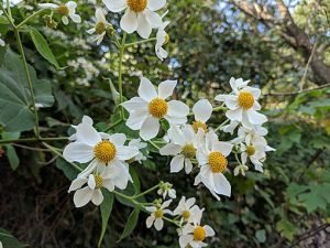 Montanoa_bipinnatifida