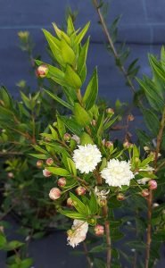 Myrtus_Flore_Pleno