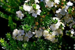 Myrtus_communis_subsp