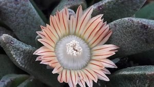 Nananthus_transvaalensis