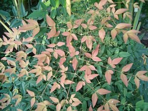 Nandina_domestica
