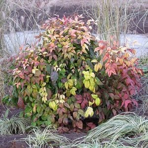 Nandina_domestica_'Firepower'