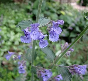 Nepeta_faassenii_Walker's_Low