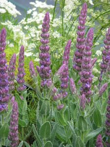 Nepeta_tuberosa