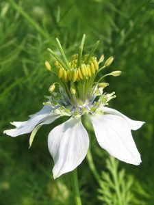 Nigella_sativa