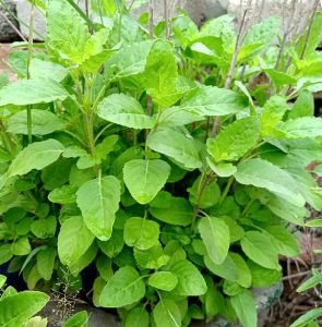 Ocimum_tenuiflorum_Basilic_Sacre