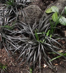 Ophiopogon_planiscapus_nigrescens