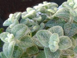 Origanum_dictamnus