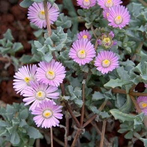 Oscularia_deltoides