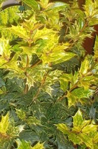 Osmanthus_heterophyllus_Tricolor