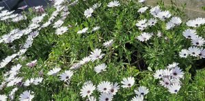 Osteospemum_alba_massif