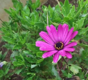 Osteospermum_fruticosum