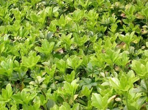 Pachysandra_terminalis