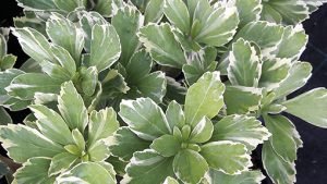 Pachyssandra_terminalis_variegata
