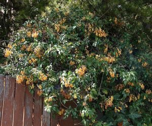 Pandorea_golden_showers