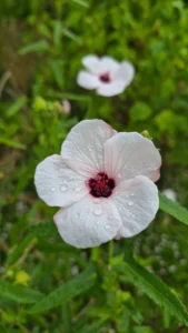 Fleur de Pavonia hastata aux cinq pétales rose pâle, au cœur pourpre et couverte de gouttes d’eau à la pépinière