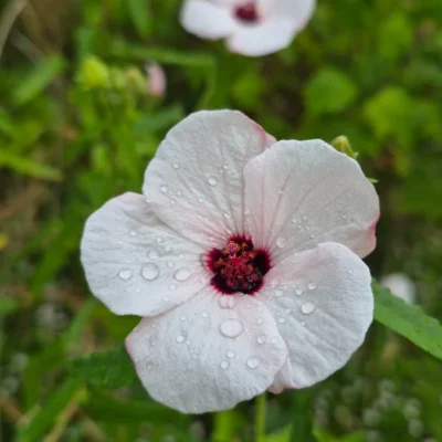 Fleur de Pavonia hastata aux cinq pétales rose pâle, au cœur pourpre et couverte de gouttes d’eau à la pépinière