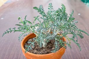 Pelargonium-Klinghardtense-2