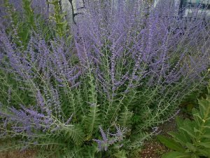 Perovskia_atriplicifolia