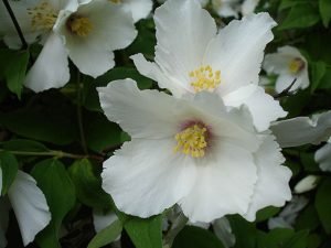 Philadelphus_Belle_Étoile