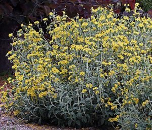 Phlomis_fruticosa